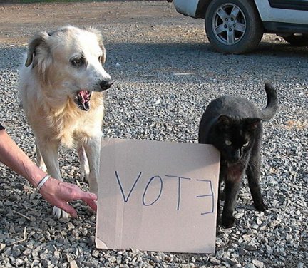 elezioni votacane - copia